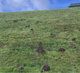 A grassy reservoir embankment covered in short vegetation, with multiple small mounds of loose, dark soil scattered across the slope. These soil mounds indicate evidence of mole activity. The bank rises steeply towards the top edge of the image, with a structure partially visible at the crest and open sky above.